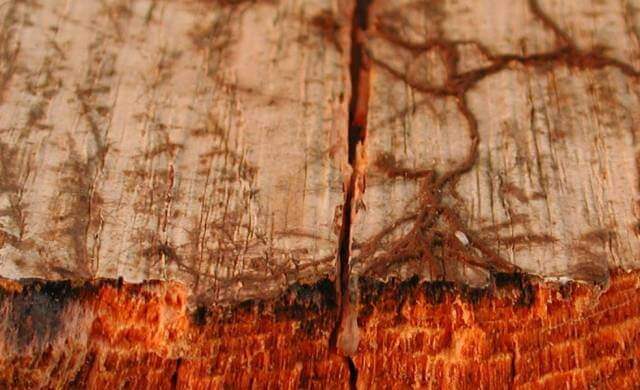 pourriture-molle-traitement-merule-chamoignon-humidite-guilvinec-fouesnant-rosprden-scaer