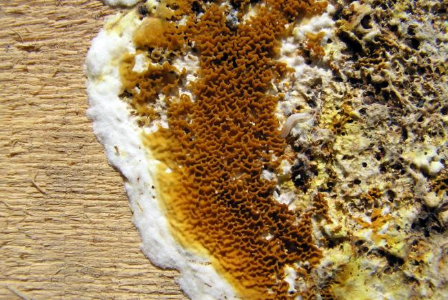 merule-pleureuse-champignon-humidite-traitement-pays-bigouden-pont-l-abbe-guilvinec