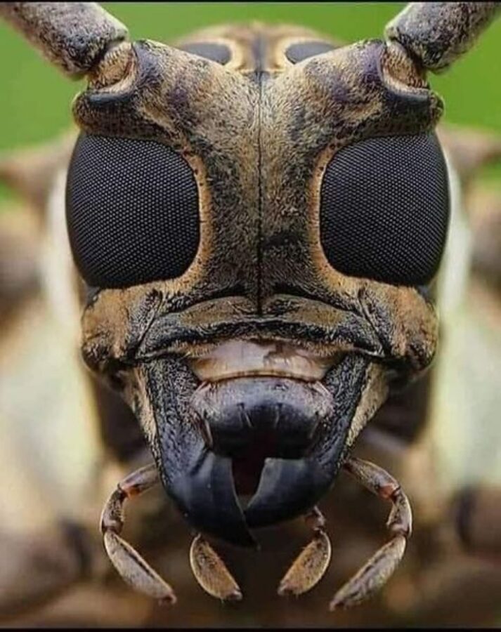 Traitement du bois contre les insectes xylophages