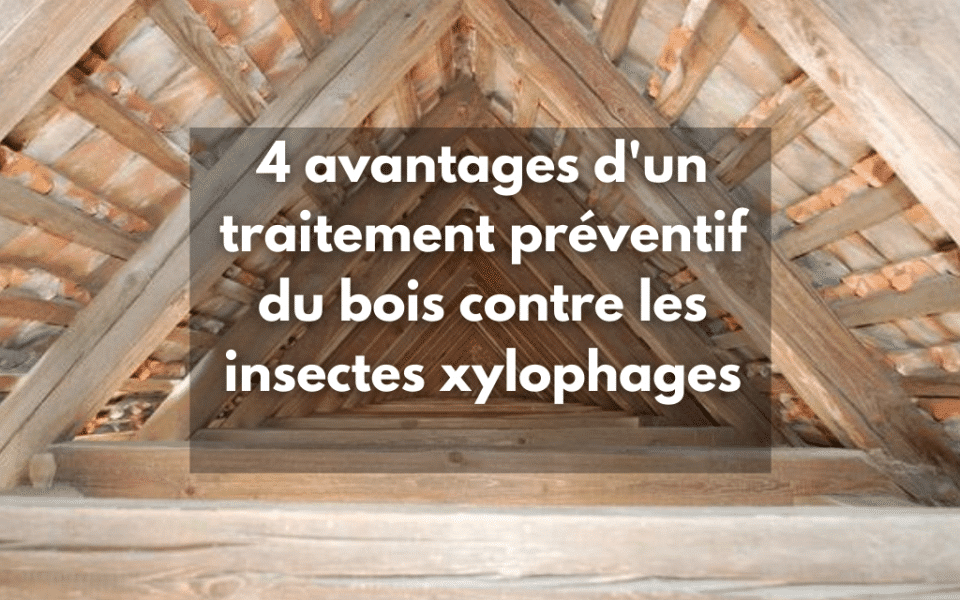 4 avantages d’un traitement préventif du bois contre les insectes xylophages