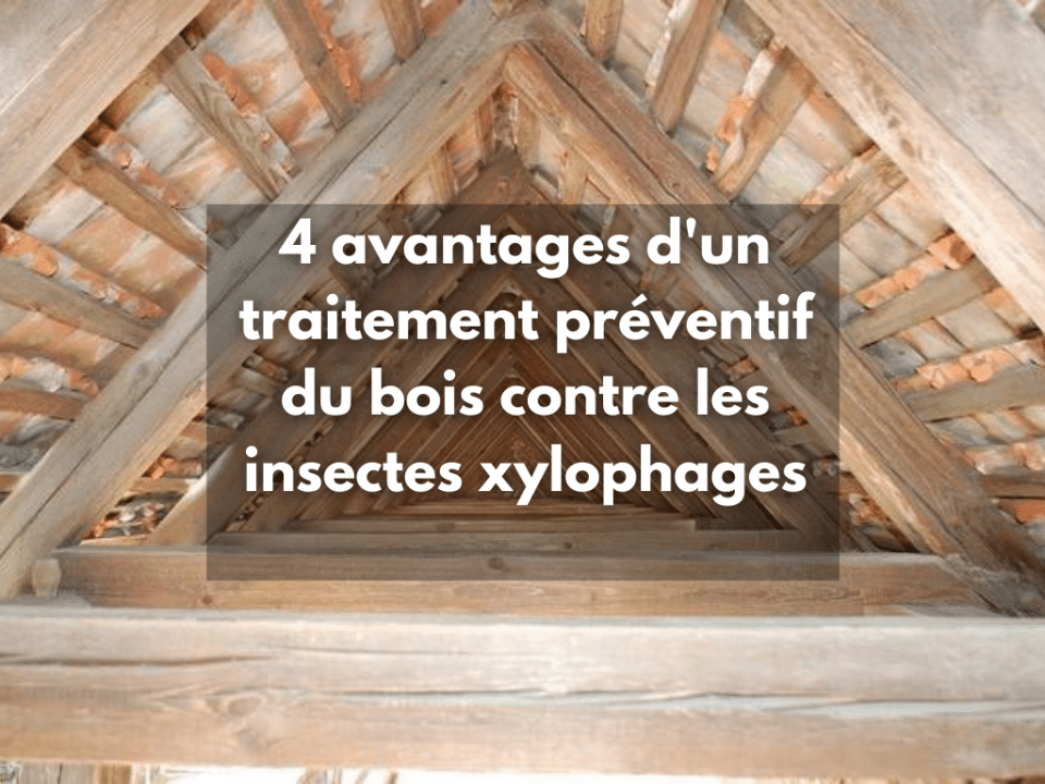 4 avantages d'un traitement préventif du bois contre les insectes