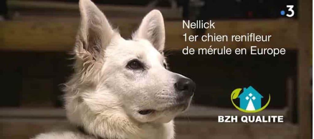 chien-traitement-detection-reperer-merule-champignon-devis-reniflage-moelan-sur-mer-riec-sur-belon-clohars-carnoet