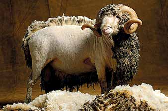  laine-mouton-isolation-comble-perdu-thermique-devis-quimper-concarneau-douarnenez-fouesnant-quimperle