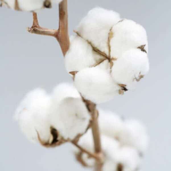 Tout savoir sur l&rsquo;Isolation en Coton pour le Sud Finistère