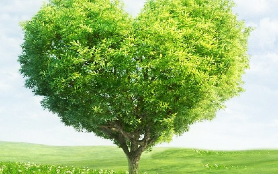 La Fibre de Bois : l&rsquo;Isolant Ecologique qui a le Meilleur Rapport Qualité Prix