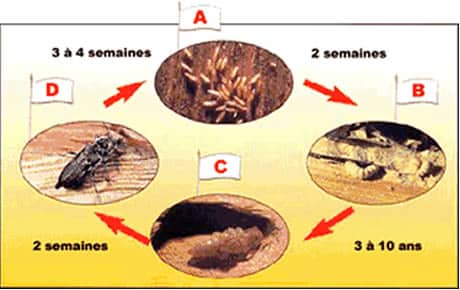 Le capricorne, insecte dommageable pour les habitations