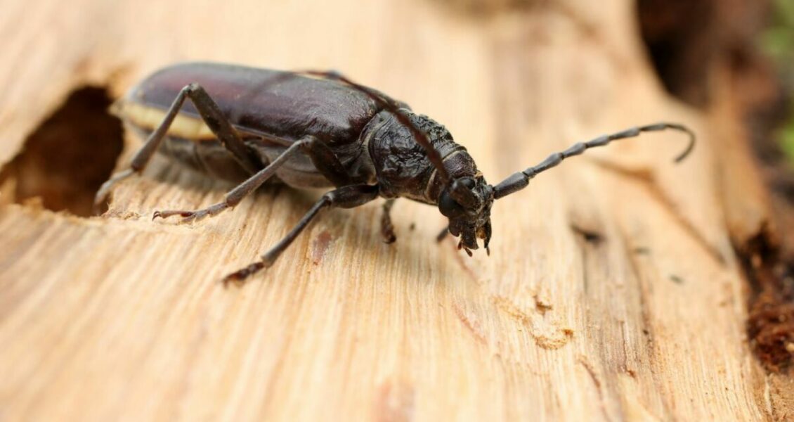 Comment reconnaître une infestation du Capricorne ? Liste des premiers signes