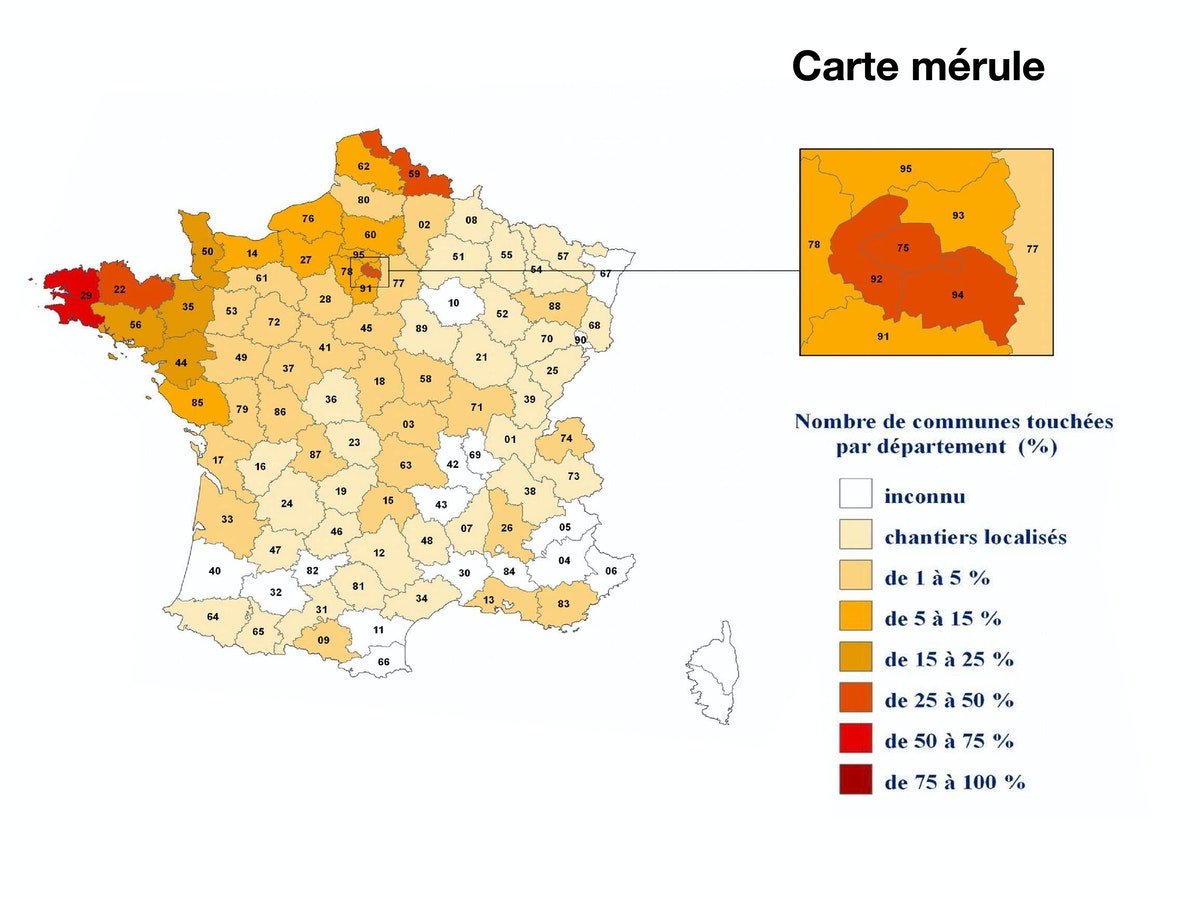 traitement-merule-champignon-lignivore-coniophore-cave-devis-gratuit-lannion-perros-guirec-pleumeur-bodou-trebeurden