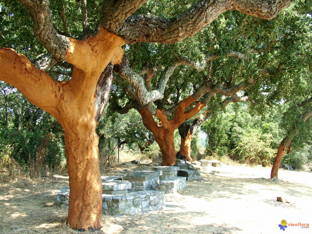 arbre-chêne-liège-isolation-comble-aménageable-concarneau-quimper-douarnenez-fouesnant