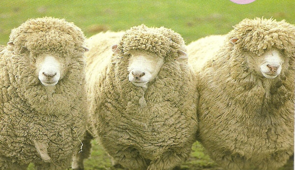 laine-mouton-isolation-comble-perdu-thermique-devis-pays-bigouden-pont-abbe-ploneour-lanvern
