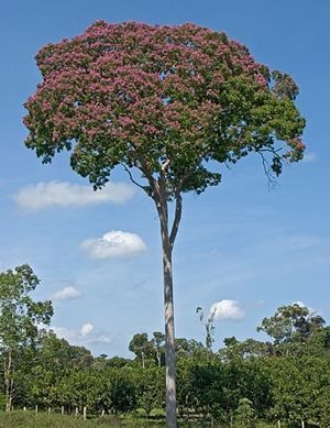 devis-terrasse-bois-exotique-arbre-cumaru-scaer-rosporden-clohars-fouesnant-plovan-pouldreuzic