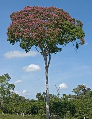 devis-terrasse-bois-exotique-arbre-cumaru-scaer-rosporden-clohars-fouesnant-plovan-pouldreuzic