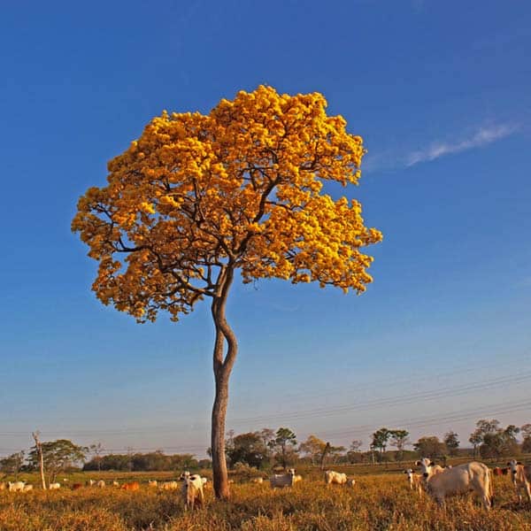 devis-terrasse-bois-exotique-arbre-ipe-loquemeau-ploumilleau-penvenan-plougrescant