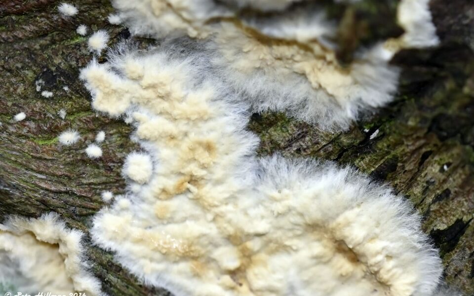 L&rsquo;Affreux Cousin de la Mérule : le Coniophore des Caves