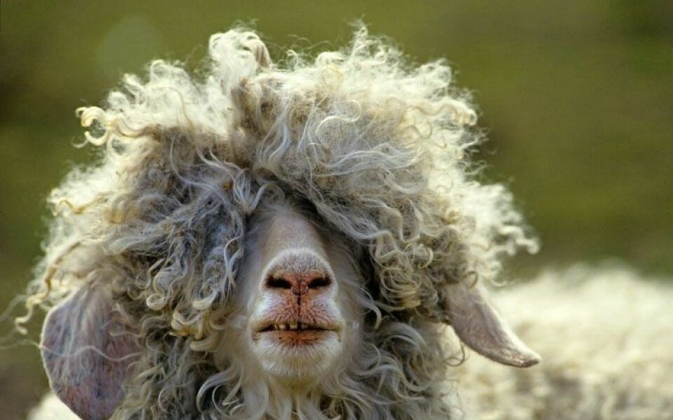 L&rsquo;isolation en Laine de Mouton : à éviter dans Le Finistère