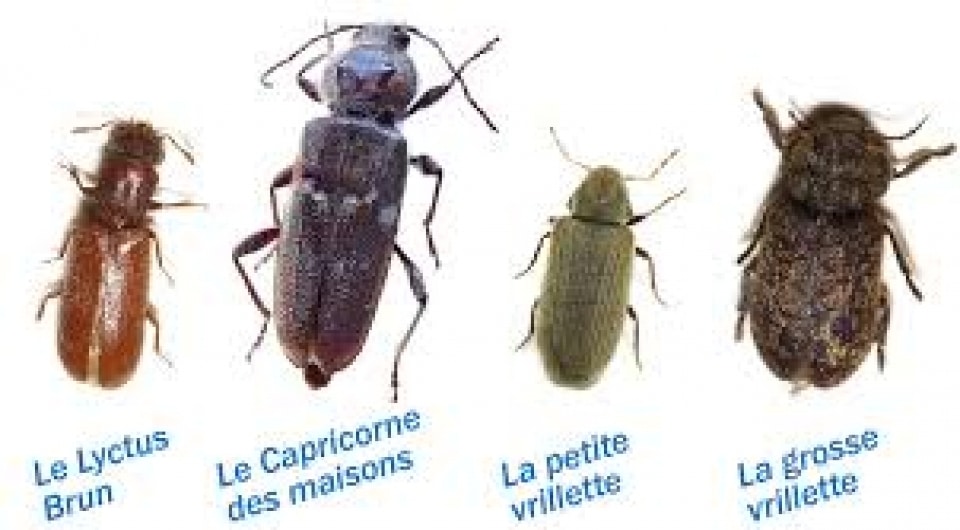 Le petit capricorne - Quel est cet animal ?