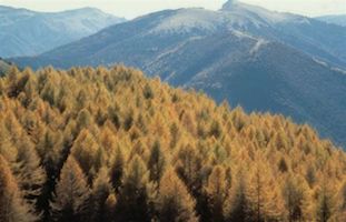 arbre-devis-terrasse-exterieur-bois-guingamp-paimpol-plestin -les-greves-begard-pleubian