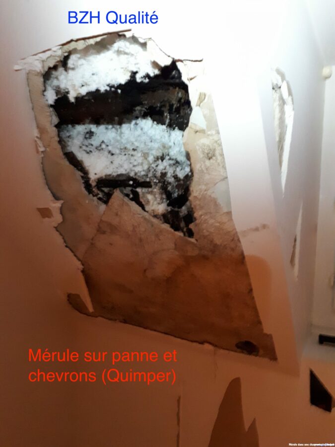 merule-pleureuse-charpente-humidite-traitement-carhaix-chateaulin-morlaix-elliant-saint-martin-des-champs