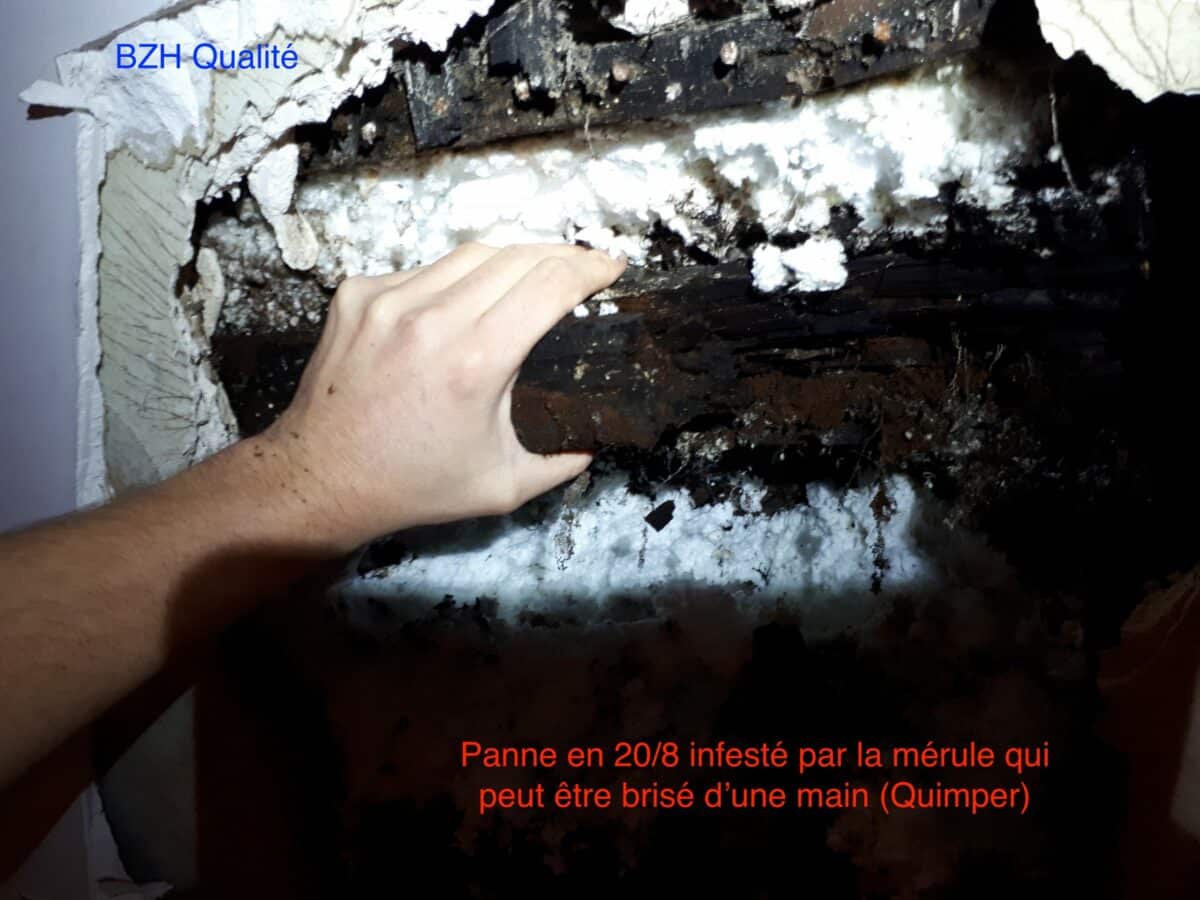 merule-pleureuse-traitement-humidite-charpente-quimper-douarnenez-concarneau-lorient-tregunc