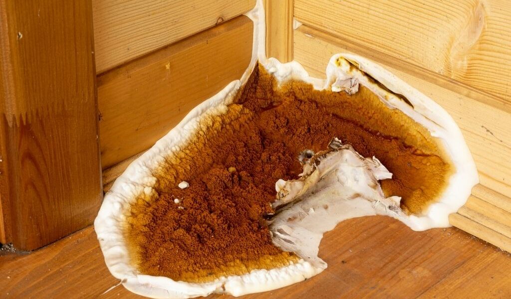 Mérule dans un mur : que faire ?