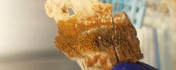 diagnostic-merule-champignon-pourriture-cubique-audierne-pont-abbe-treffiagat-loctudy-guilvinec-penmarch