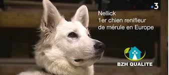 nellick-chien-detecteur-merule-traitement-morbihan