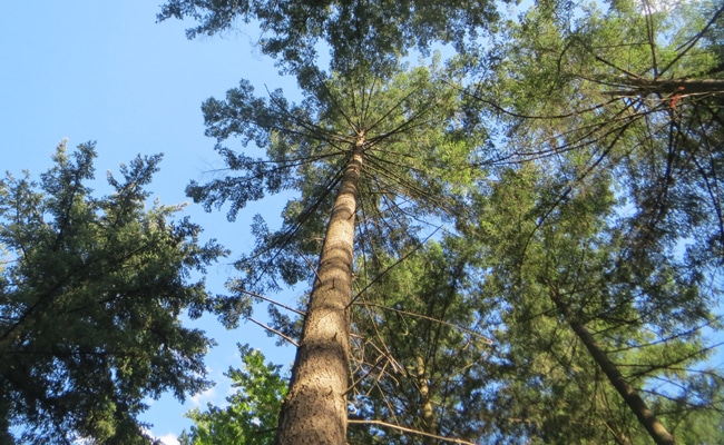 arbre-devis-terrasse-exterieur-bois-douglas-lannion-perros-guirec-tregastel-trebeurdeb-pleumeur-bodou