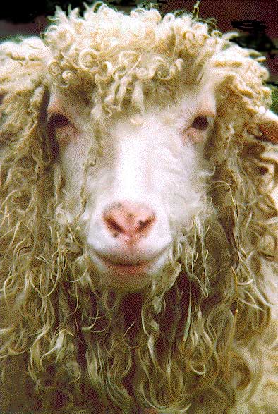 laine-mouton-isolation-thermique-comble-amenageable-ite-devis-guingamp-paimpol-ploubezre-plomeur-bodou