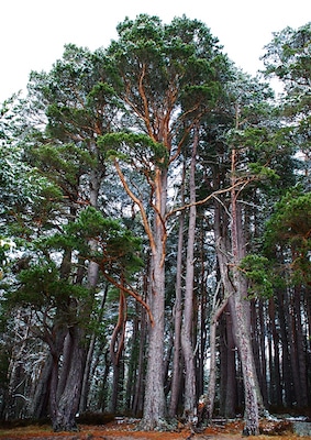 devis-terrasse-bois-exterieur-plogoff-primelin-goulien-arbre-pin-sylvestre