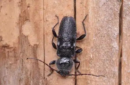 Capricorne du bois en bretagne