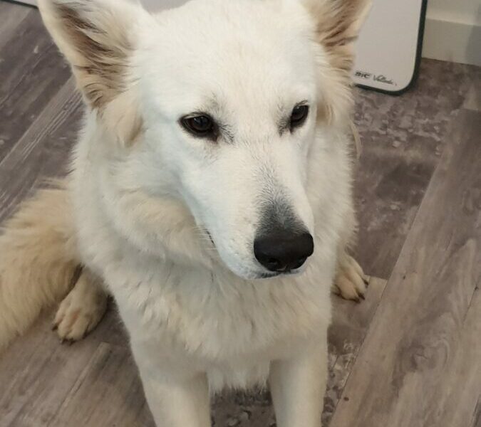 Un chien renifleur de mérule, méthode innovante de détection de la mérule