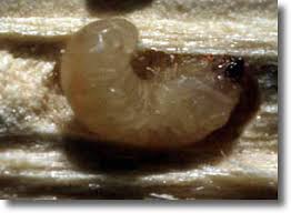 Larve de Lyctus
