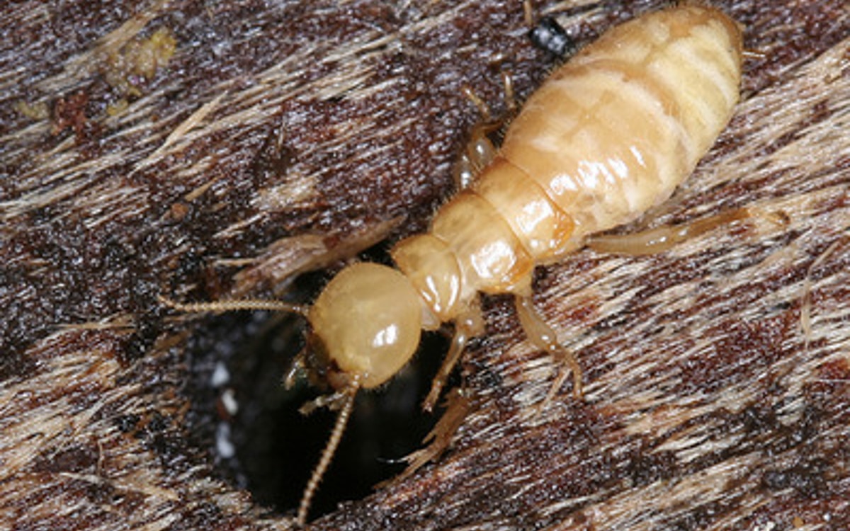 Le Termite