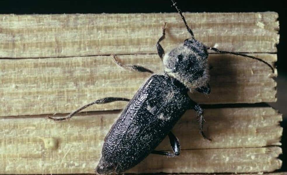 Comment prévenir le retour des insectes xylophages