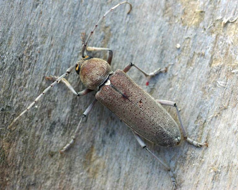 hesperophane du bois en bretagne