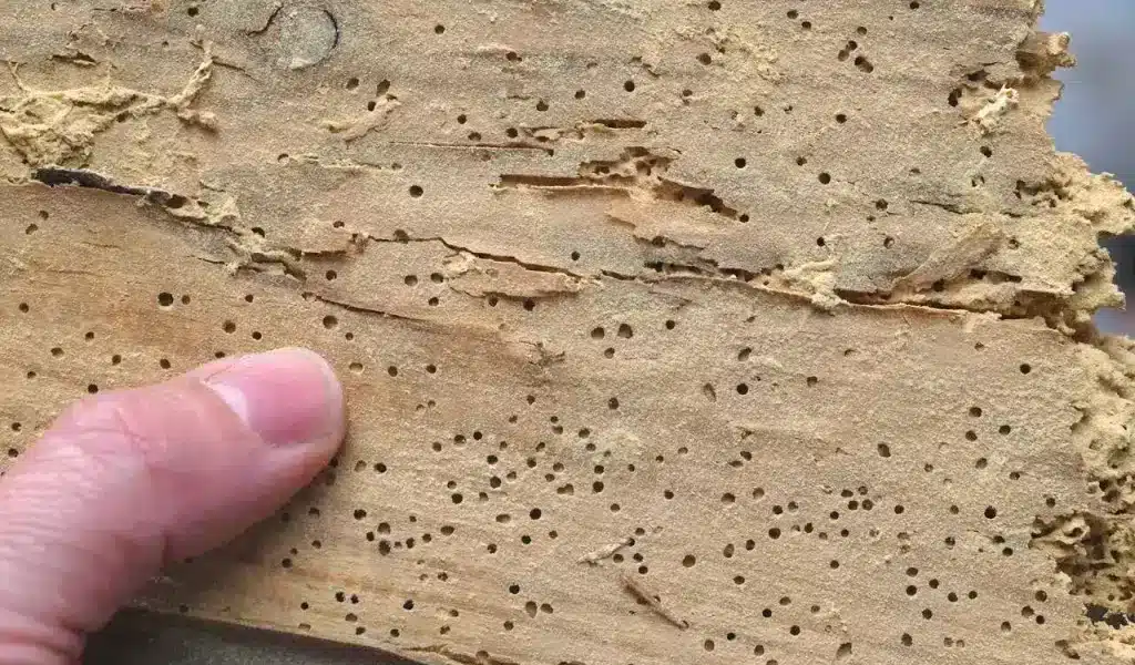 Traitement de la vrillette du bois : comment s&rsquo;en débarasser définitivement ?