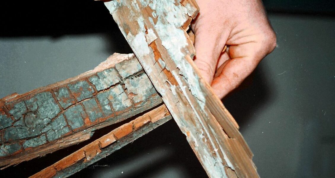 Mérule : quelle indemnisation par l&rsquo;assurance habitation ?