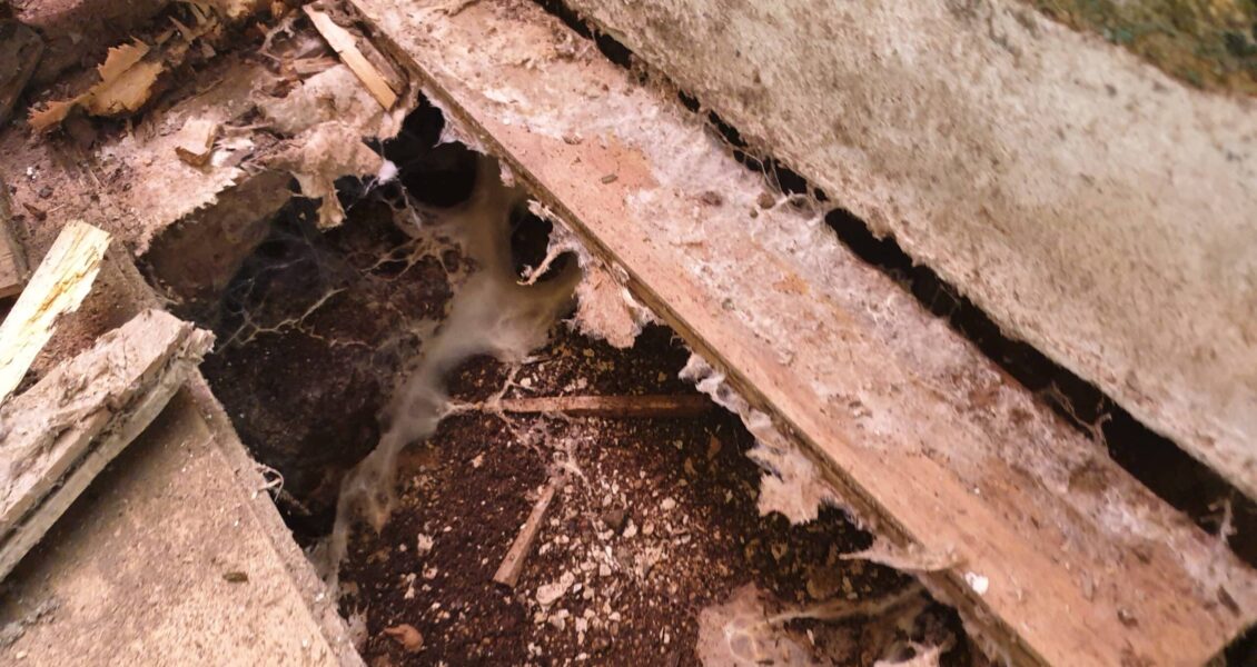 Mérule dans mon plancher, que faire ?