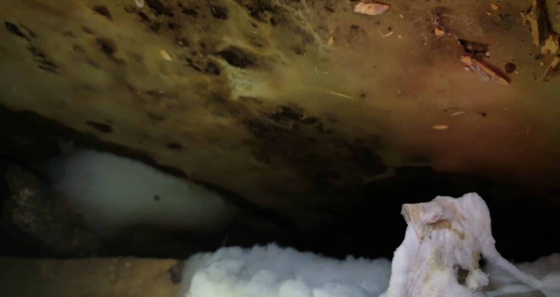 Quel est le cycle et les étapes de développement de la mérule ?