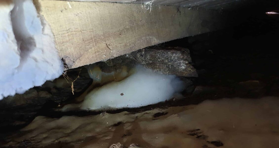 Qu&rsquo;est ce que la mérule ? définition, causes et solution