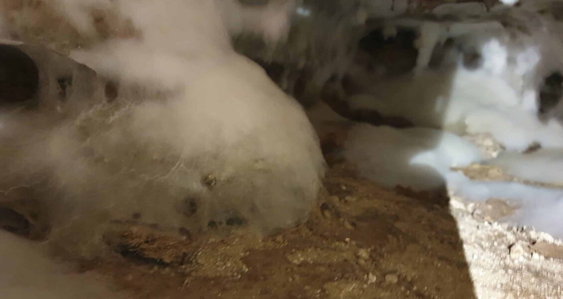 Le traitement mérule de la cave : tout ce qu&rsquo;il faut savoir