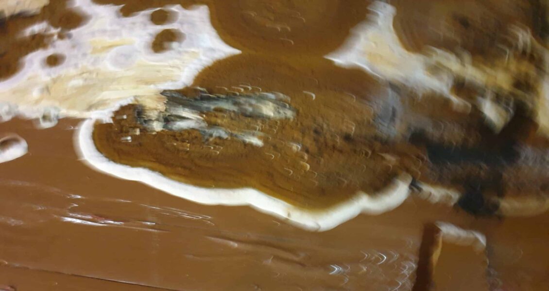 Comment lutter contre la mérule ?