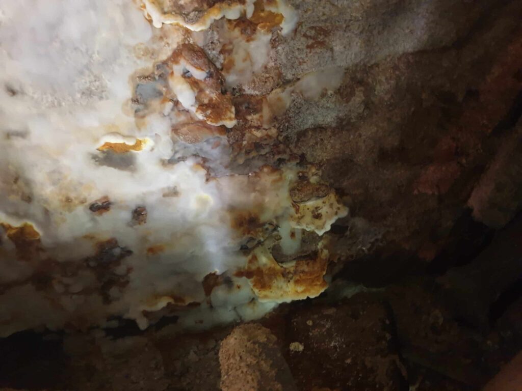 Premiers signes de la mérule