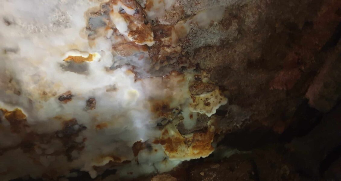 Les premiers signes de la mérule : odeur, tache et aspect