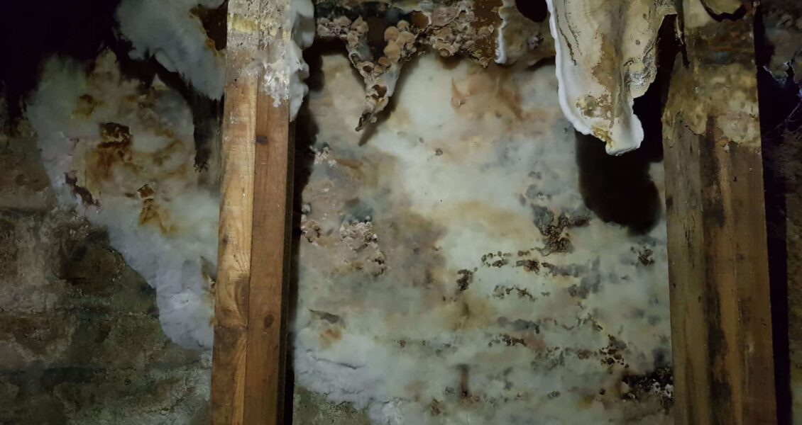 Foire aux questions sur la MERULE PLEUREUSE