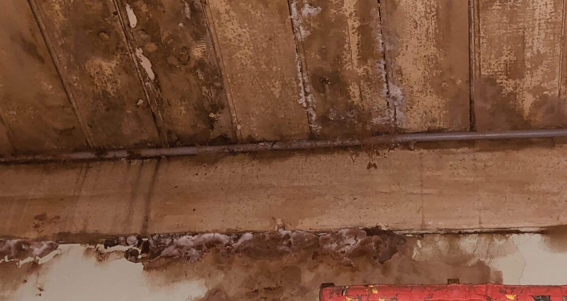 Comment éviter la prolifération de la mérule ?