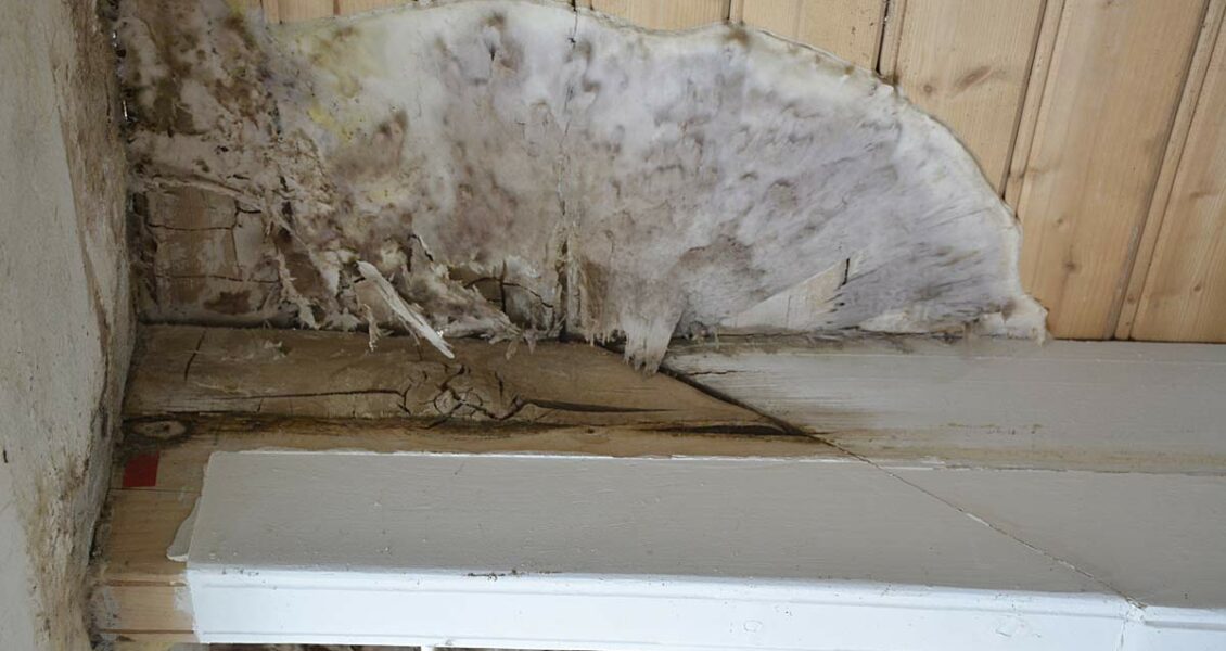 Comment éviter l’apparition de la Mérule&nbsp;?