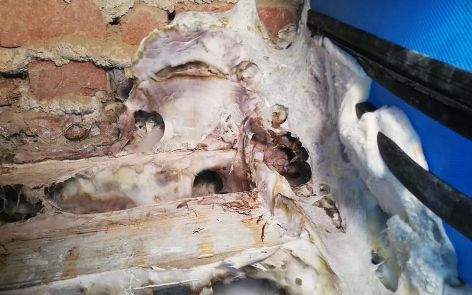 Mérule dans la maison, que faire ?