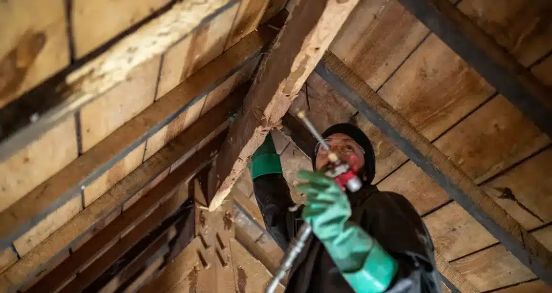 Traitement préventif ou curatif de charpente ? quand le faire ? Lequel choisir ?