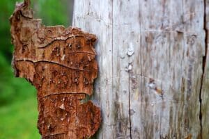 Traces of bark beetle on tree trunk